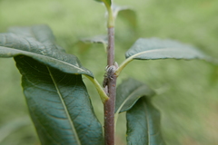 Plocamaphis flocculosa