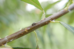 Plocamaphis flocculosa