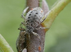 Plocamaphis flocculosa