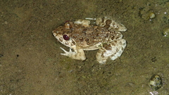 Fejervarya sakishimensis