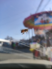 Apis mellifera