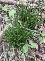 Ornithogalum umbellatum