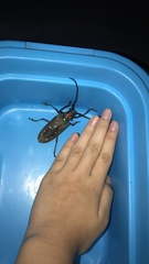 Batocera rubus rubus