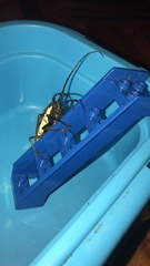 Batocera rubus rubus