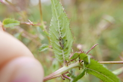 Impatientinum asiaticum