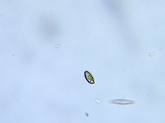 Cryptista