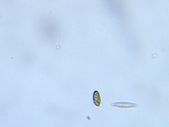 Cryptista
