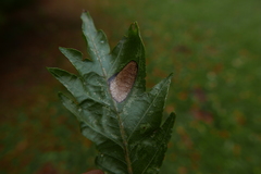 Parornix fagivora