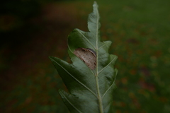 Parornix fagivora