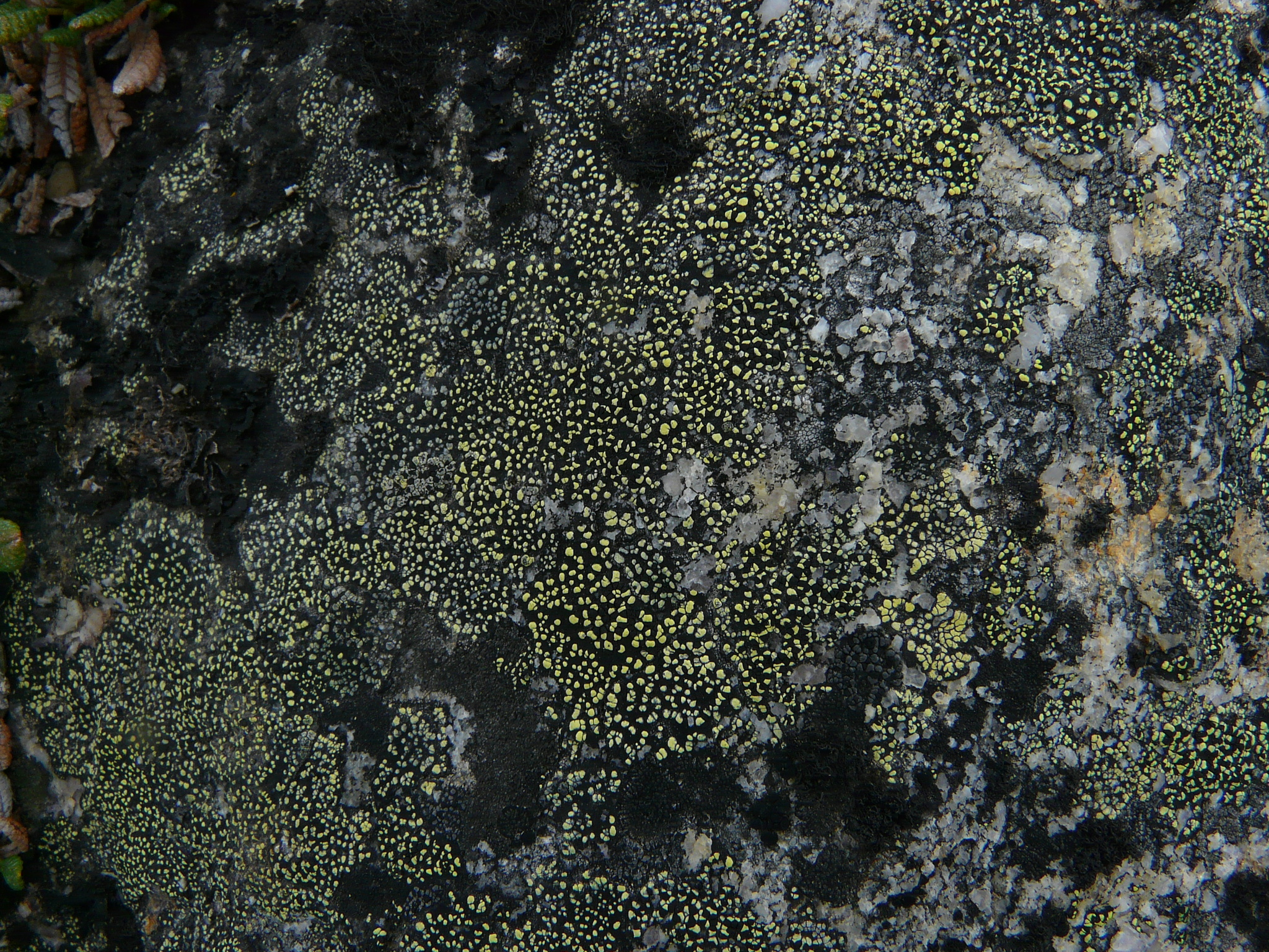 Rhizocarpon geographicum image