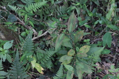 Persicaria pubescens