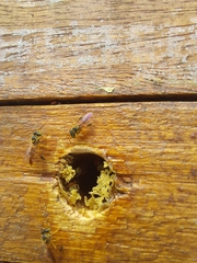 Tetragonisca