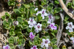 Clinopodium darwinii