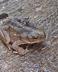 Rhinella horribilis