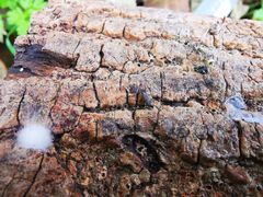 Pogonognathellus longicornis