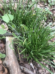 Ornithogalum umbellatum