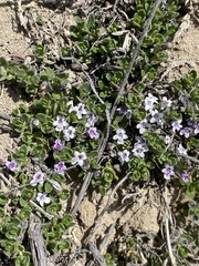 Clinopodium darwinii