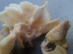 Favolus brasiliensis