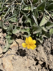 Viola maculata
