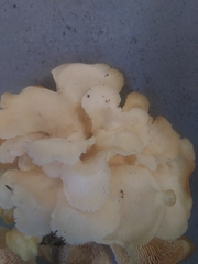 Favolus brasiliensis