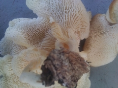 Favolus brasiliensis