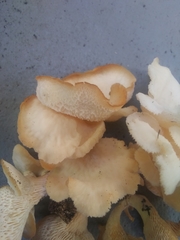 Favolus brasiliensis