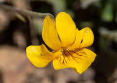Viola maculata