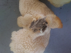 Favolus brasiliensis