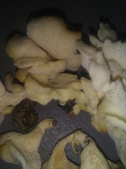 Favolus brasiliensis