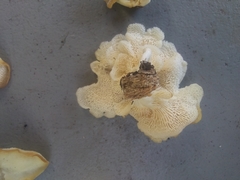 Favolus brasiliensis