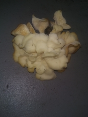 Favolus brasiliensis