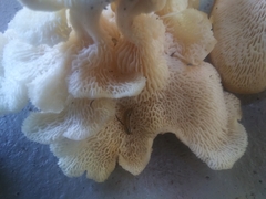 Favolus brasiliensis