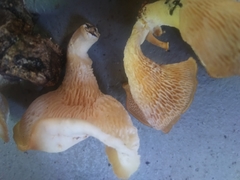 Favolus brasiliensis