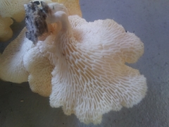 Favolus brasiliensis