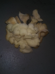 Favolus brasiliensis