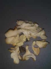 Favolus brasiliensis