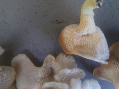 Favolus brasiliensis