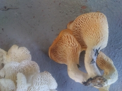 Favolus brasiliensis