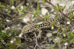 Racerunner photo 3