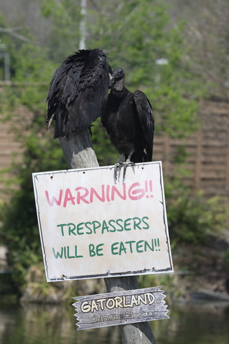 Coragyps atratus image