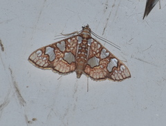 Glyphodes canthusalis