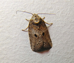 Eugoa