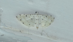 Pycnarmon