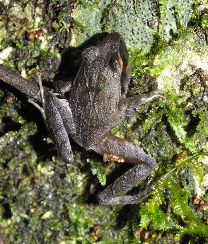 Montane Robber Frog (Craugastor lineatus) · iNaturalist