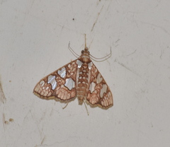 Glyphodes canthusalis