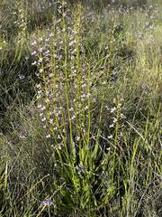 Stylidium crassifolium