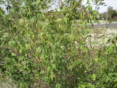 Ambrosia trifida