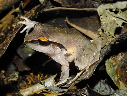 Montane Robber Frog
