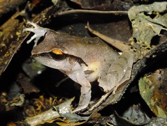 Craugastor lineatus
