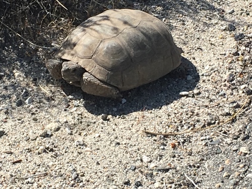 iNaturalist observation photo of Mojave Desert Tortoise